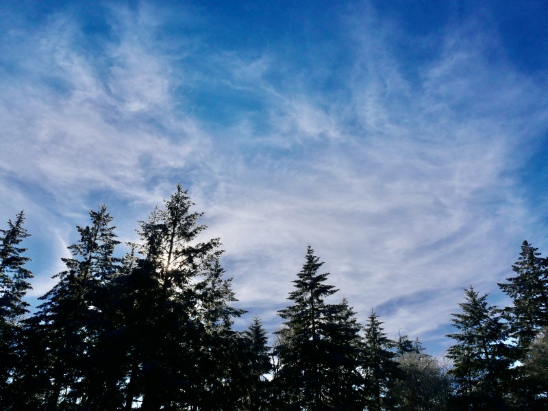 douglas-firs and blue sky with cirrus clouds