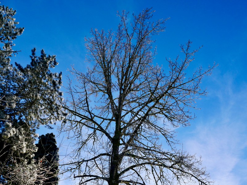 icy trees and blue sky