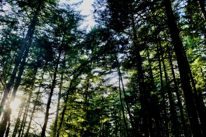 sun shining through evergreen forest