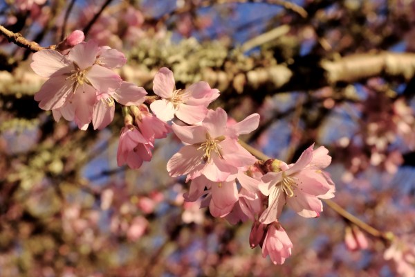 pink cherry blossoms