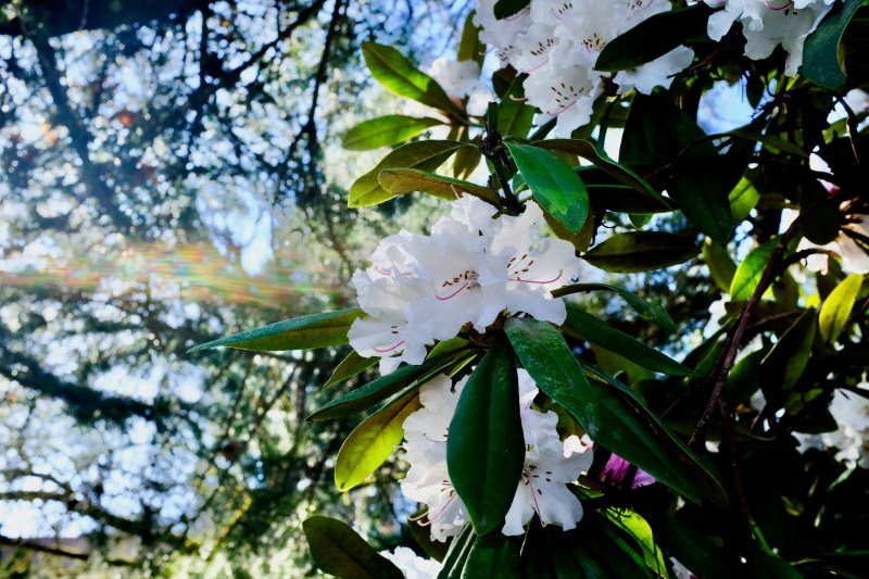 white rhododendron blossoms