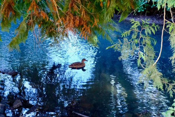 female mallard in crrek