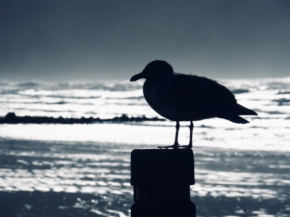 silhouette of gull perched on post with surf in background