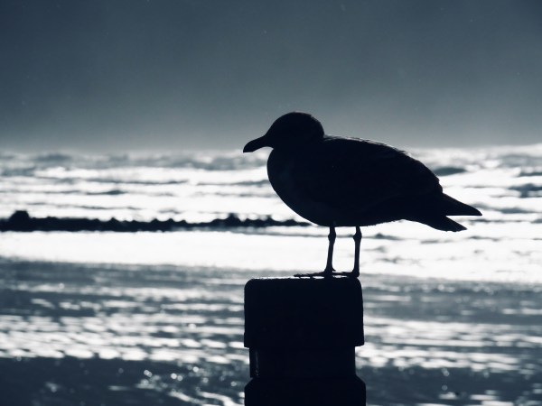 silhouette of gull perched on post with surf in background