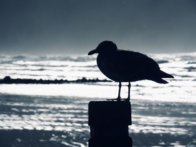 silhouette of gull perched on post with surf in background
