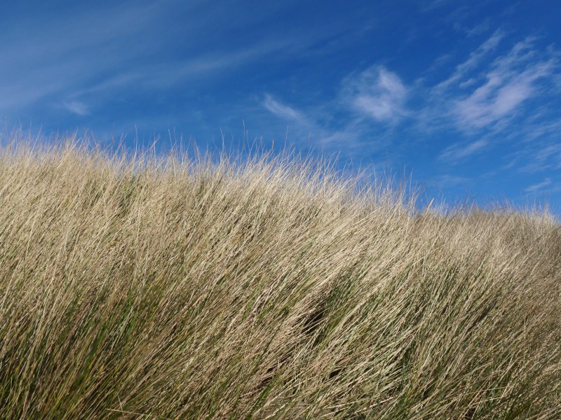 long grass and blue sky