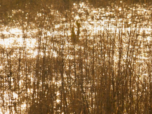 golden light shining through marsh grasses