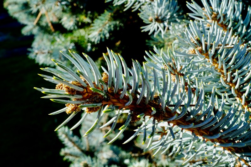 blue spruce needles