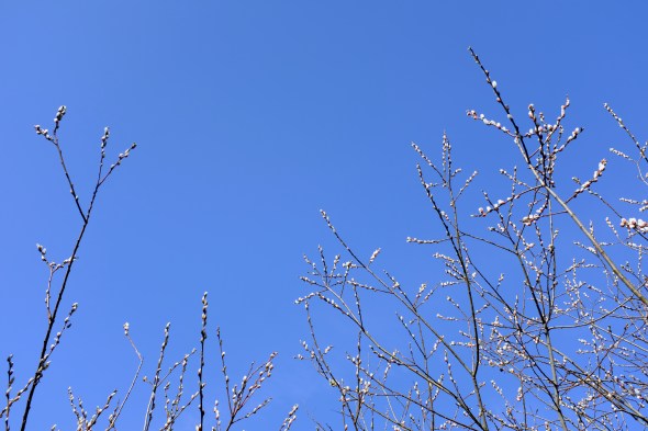 tops of willow branches