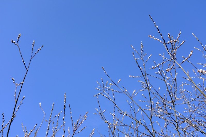 top of willow branches