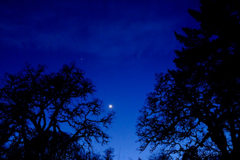 crescent moon and bare trees at dusk
