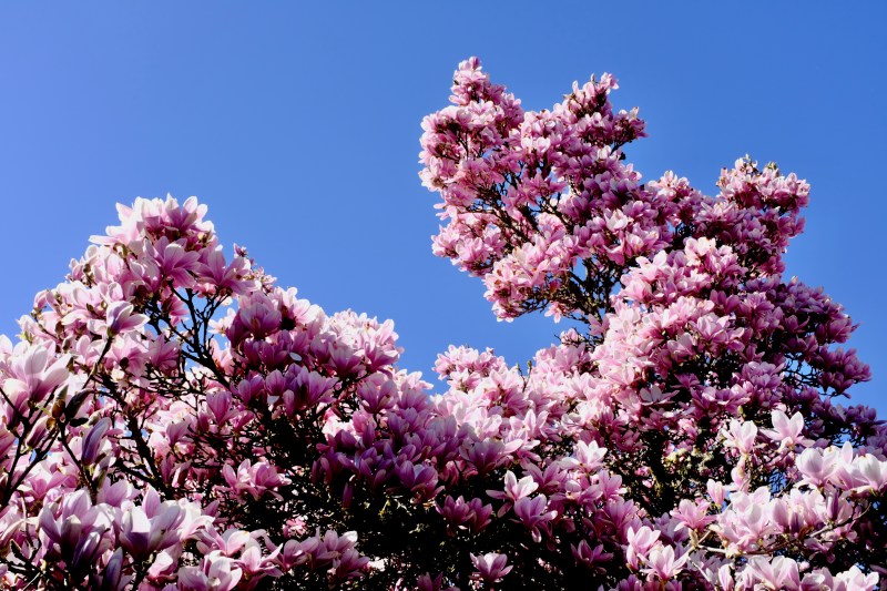 pink magnolia blossoms and blue sky