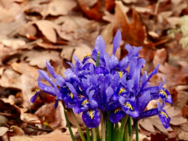 purple irises