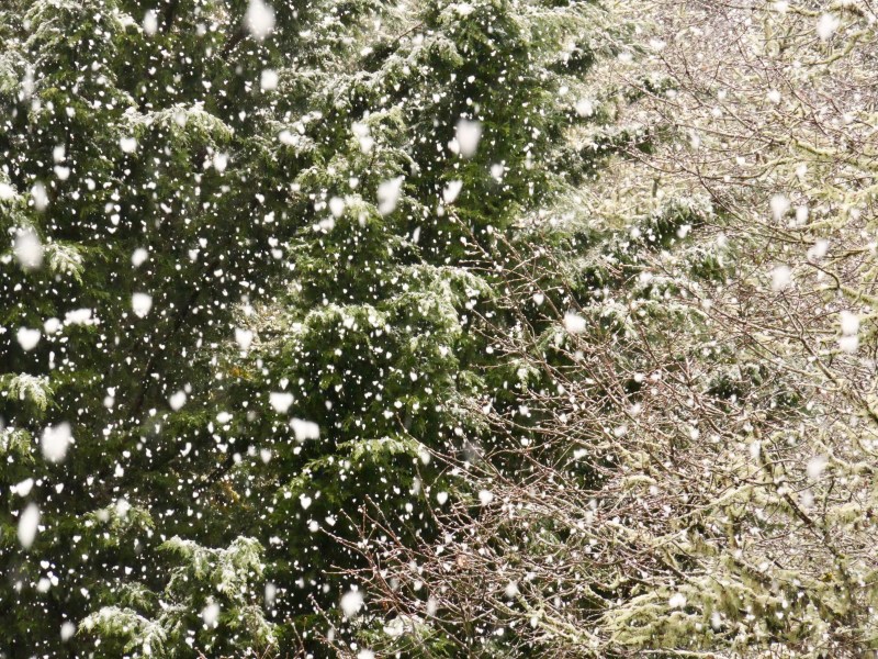 snow falling heavily on trees