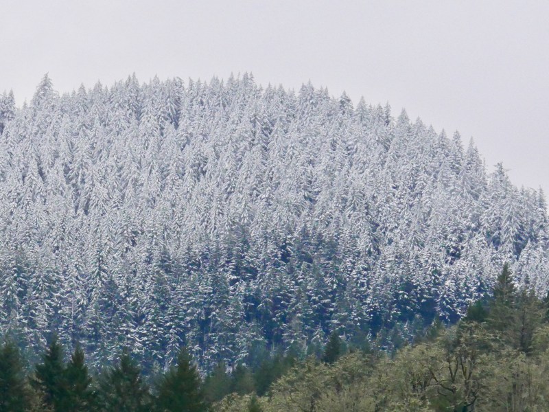 snowy forested hills