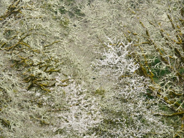 cherry trees blooming in midst of bare trees in forest