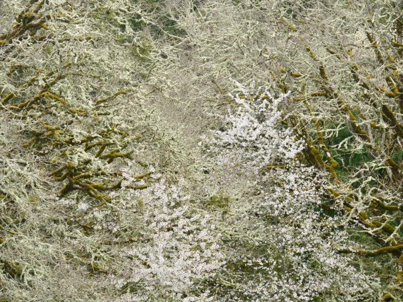 cherry trees blooming in midst of bare trees in forest