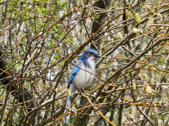 scrub jay in willow tree