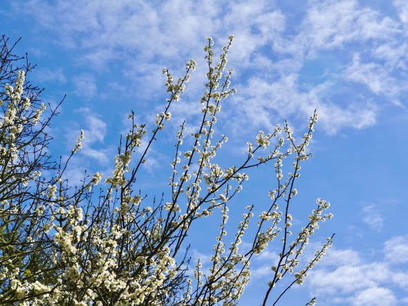 white cherry blossoms and blue sky