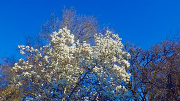 magnolia with white flowers blooming in front of bare trees