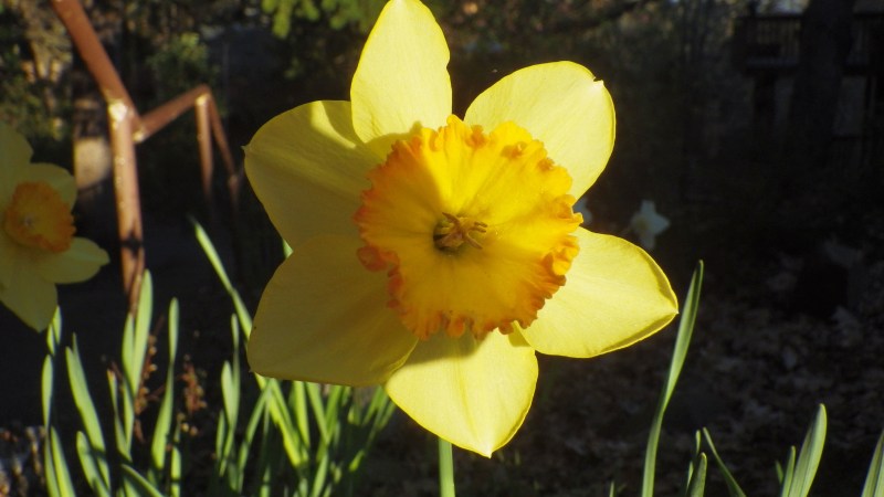daffodil