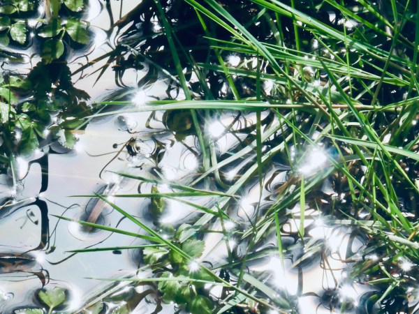 marsh grasses and sun sparkling in water