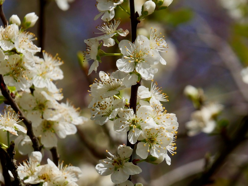 white cherry blossoms