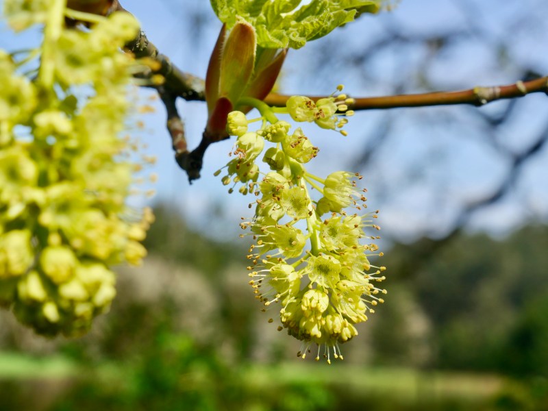 bigleaf maple blossoms