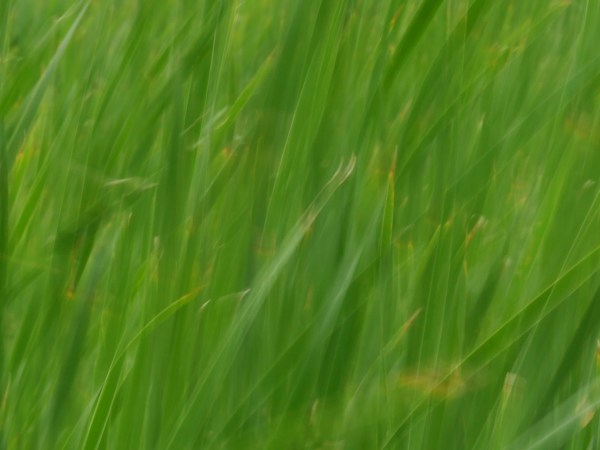 cattails blowing in heavy wind