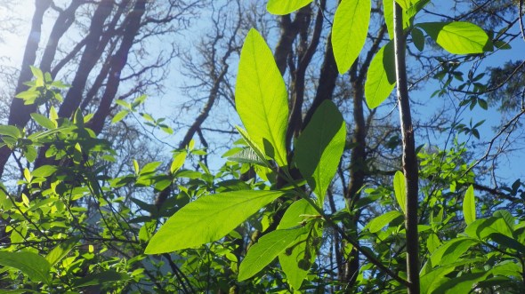 green leaves and blue sky in forest