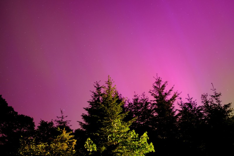 pink aurora over evergreens