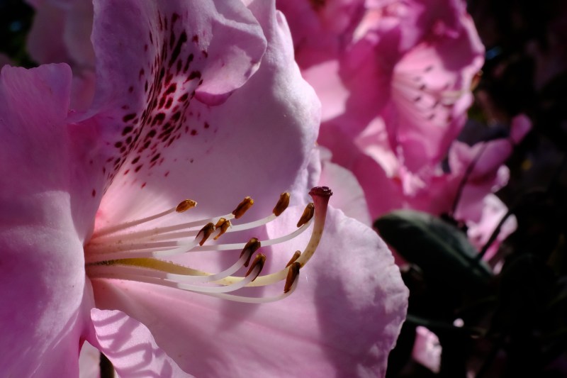rhododendron blossoms