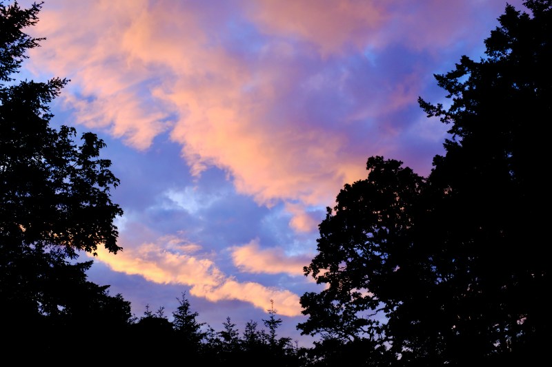 colorful clouds and silhouetted trees at sunset