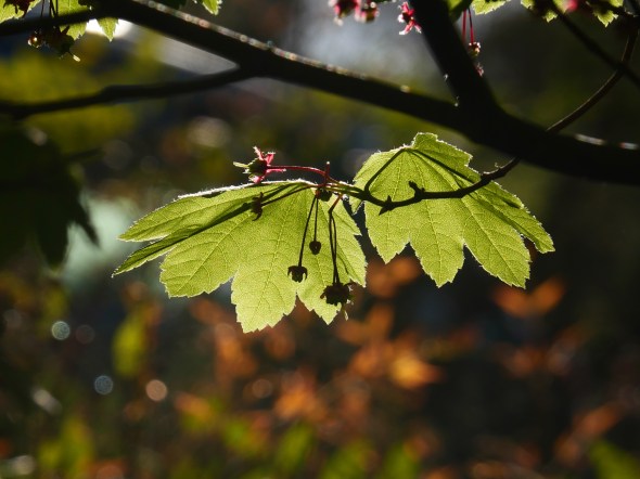two maple leaves