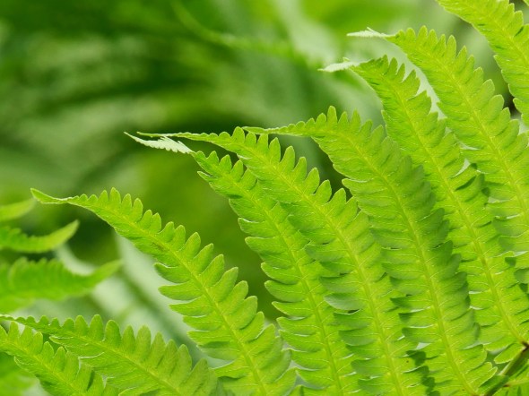 fern fronds