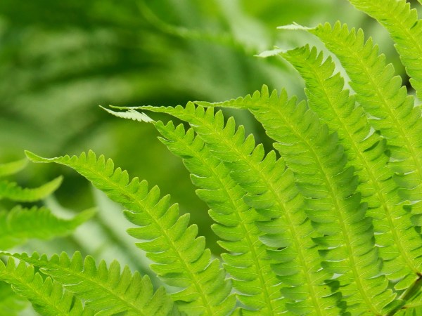 fern fronds