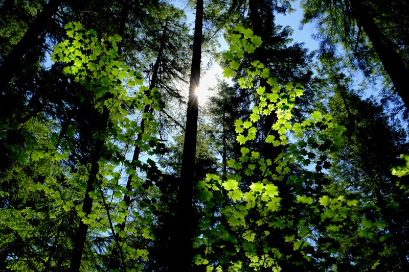 sunlit green forest with tall trees