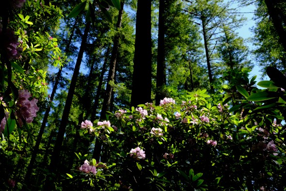 pink rhododendrons blooming in forest