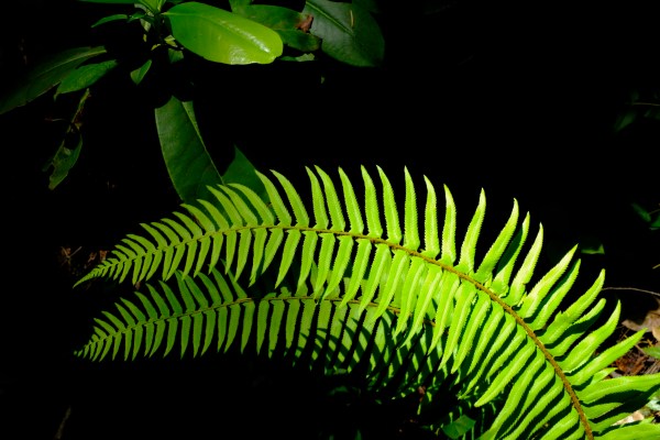 fern fronds and shadows