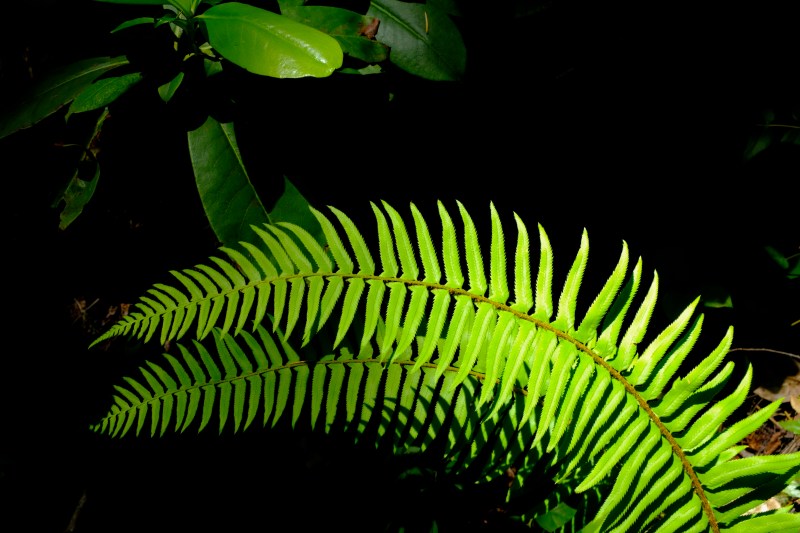 fern fronds and shadows