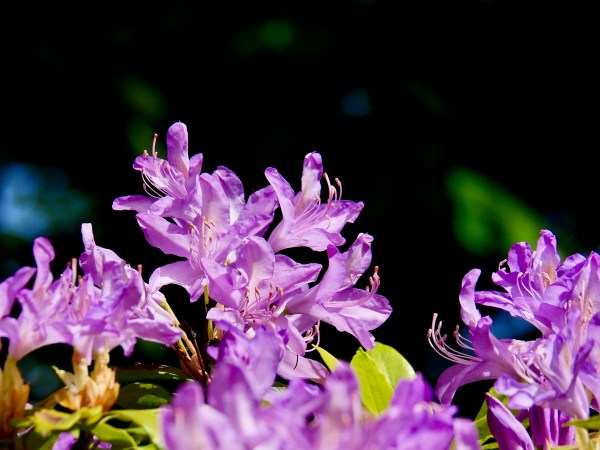 lavender azalea blossoms
