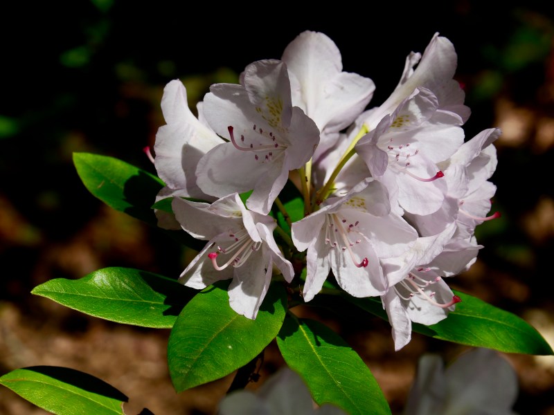 light pink rhododendron blossoms