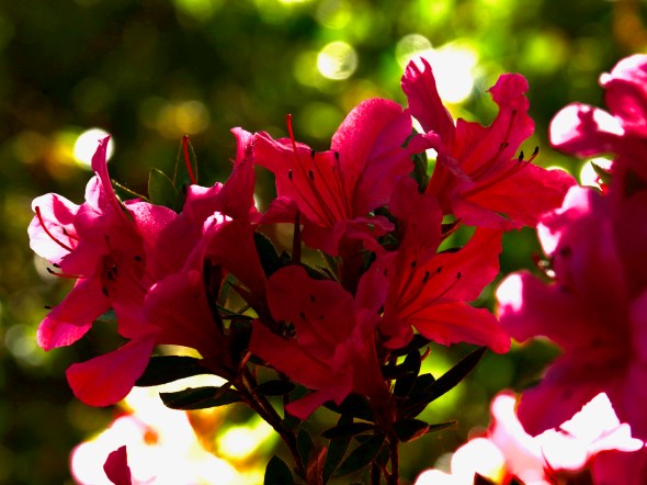 red azalea blossoms