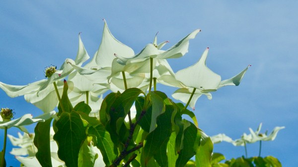 Kousa dogwood flowers