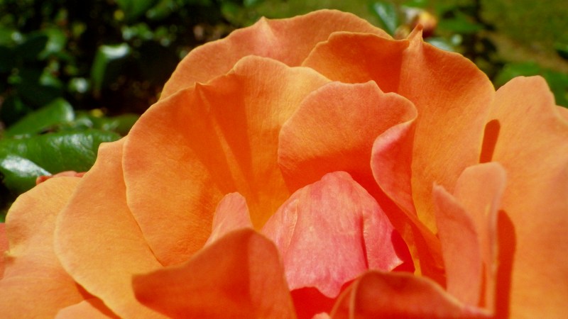 orange rose