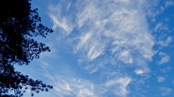 blue sky with thin white clouds and silhouetted pine tree branches