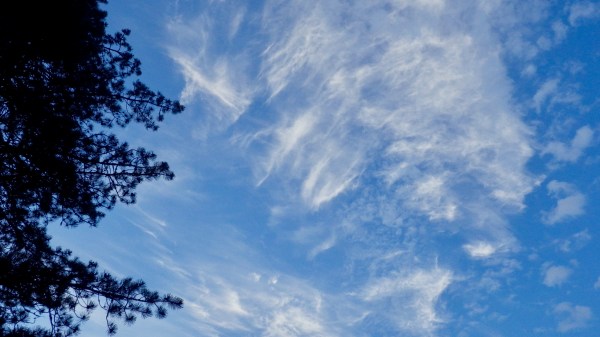 blue sky with thin white clouds and silhouetted pine tree branches