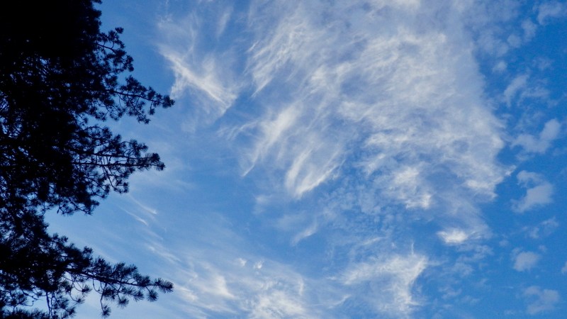 blue sky with thin white clouds and silhouetted pine tree branches