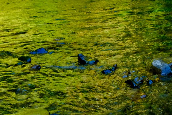 river with rocks and green reflections