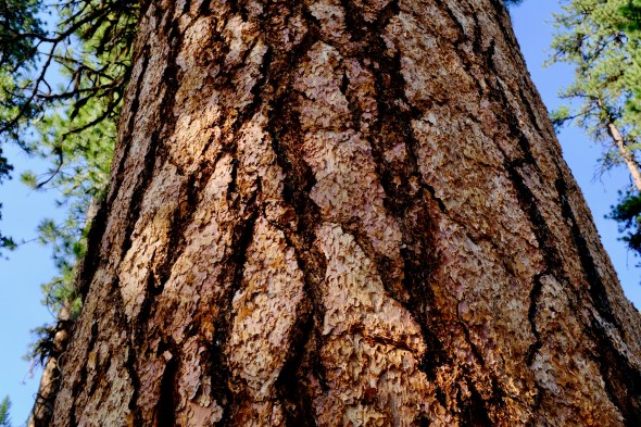 trunk of large ponderosa pine tree